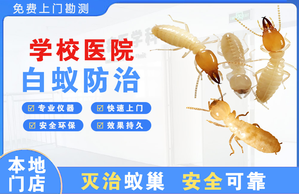 西昌学校医院白蚁防治